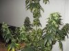 day 47 of flowering 036.jpg