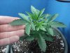 day 47 of flowering 026.jpg