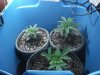 day 47 of flowering 023.jpg