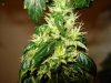 day 47 of flowering set 3 008.jpg