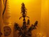 day 47 of flowering set 3 001.jpg