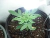 day 16 g13 and bag seed 001.jpg