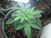 day 16 g13 and bag seed 003.jpg