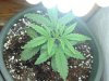 day 16 g13 and bag seed 002.jpg