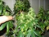 week 7 of flowering 008.jpg