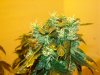 week 7 of flowering 012.jpg