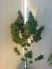 ajan haze # 3 harvest.jpg