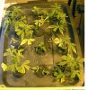 clones 1 week later.jpg