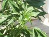 Marijuana plant 01.jpg