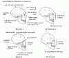 neanderthal_skulls_compare.gif