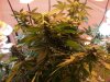 SC CFL Grow 6.jpg