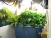 2009 Grow 001.jpg