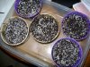 HoLE's NL times Skunk Garage Grow 002.jpg