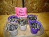 HoLE's NL times Skunk Garage Grow 003.jpg