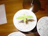 babygreeen-albums-hempy-style-first-grow-ever-100-noob-absolute-beginner-some-seedlings-i-plante.jpg