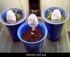 20090924-NLclones&AKseedling.jpg