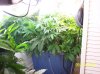 2009 Grow 001.jpg