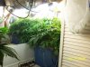 2009 Grow 005.jpg