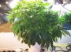 2009 Grow 004.jpg