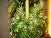 day 50 of flowering 003.jpg