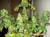 day 50 of flowering 004.jpg