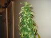 day 50 of flowering 001.jpg