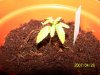 grow 028.jpg