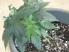 4th week veg(lst) (2).jpg