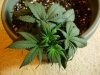 4th week veg(lst) (8).jpg