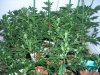 15 days flowering 009.jpg