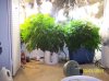 2009 Grow 001.jpg