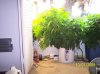 2009 Grow 003.jpg