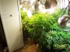 2009 Grow 004.jpg