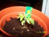 grow1 016.jpg