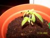 grow1 017.jpg