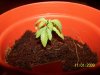 grow1 018.jpg