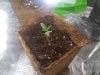 Grow-Box-mybaby.jpg