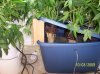 2009 Grow 002.jpg