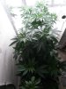 VEG ROOM3.jpg