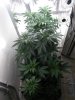 VEG ROOM4.jpg