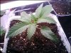 1 week old after sprout. LA WOMAN FEMINIZED (ATTITUDE SEEDBANK).jpg