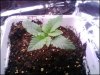 1 week old G13 White Widow feminized.jpg