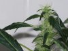 bigbudmike-albums-first-grow-picture85236-101-0657.jpg