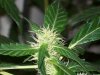 bigbudmike-albums-first-grow-picture85235-101-0654.jpg