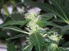 bigbudmike-albums-first-grow-picture85234-101-0652.jpg