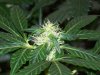 bigbudmike-albums-first-grow-picture85232-101-0650.jpg