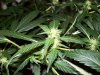 bigbudmike-albums-first-grow-picture85231-101-0647.jpg