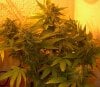 died-evil-albums-second-grow-picture79148-nl1.jpg