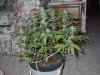 died-evil-albums-second-grow-picture79145-im000553.jpg