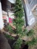 OUTDOOR SATIVA 003.jpg